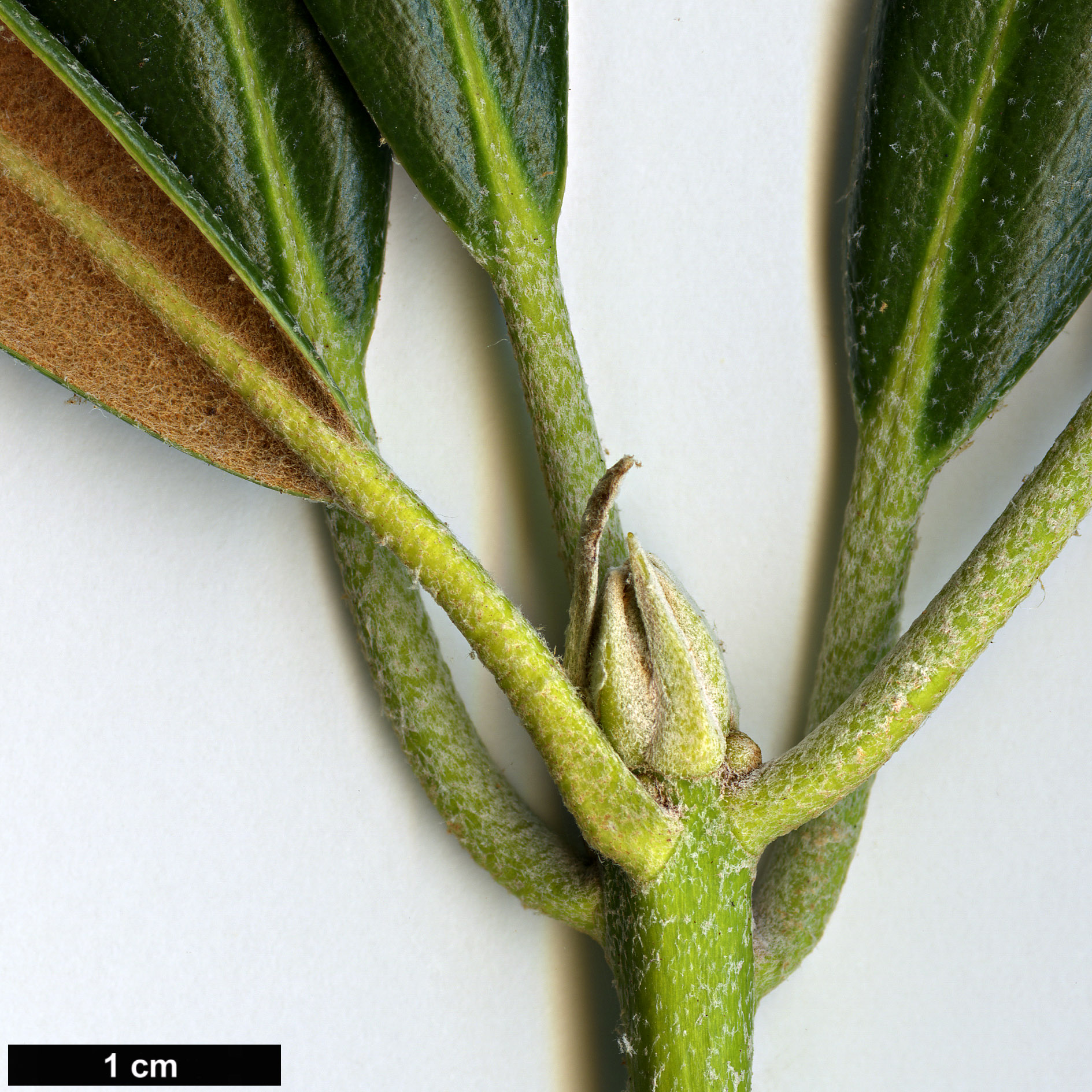 High resolution image: Family: Ericaceae - Genus: Rhododendron - Taxon: degronianum - SpeciesSub: subsp. heptamerum var. micranthum